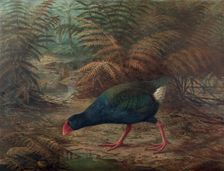 A moho takahe (Notornis mantelli), 1902. Creator: Johannes Keulemans