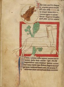 A Mole; A Leucrota; Northumberland Bestiary, about 1250-1260. Creator: Unknown