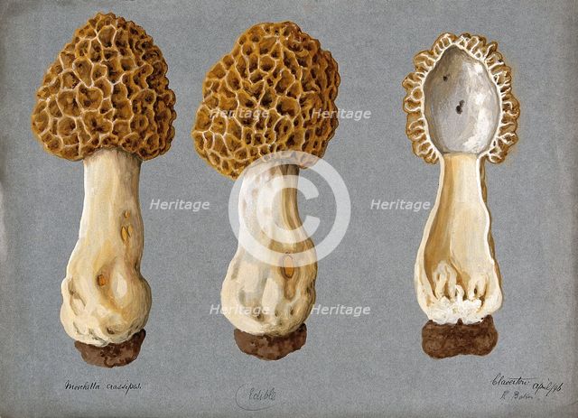 A morel (Morchella species): three fruiting bodies, one sectioned, 1896. Creator: R Baker.