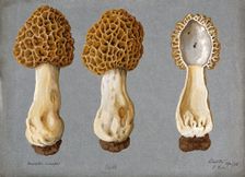 A morel (Morchella species): three fruiting bodies, one sectioned, 1896. Creator: R Baker