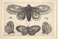 A moth, three butterflies and two beetles, 1646. Creator: Wenceslaus Hollar