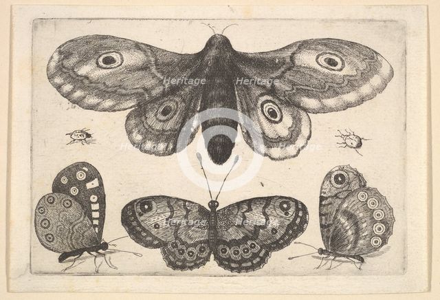 A moth, three butterflies and two beetles, 1646. Creator: Wenceslaus Hollar.