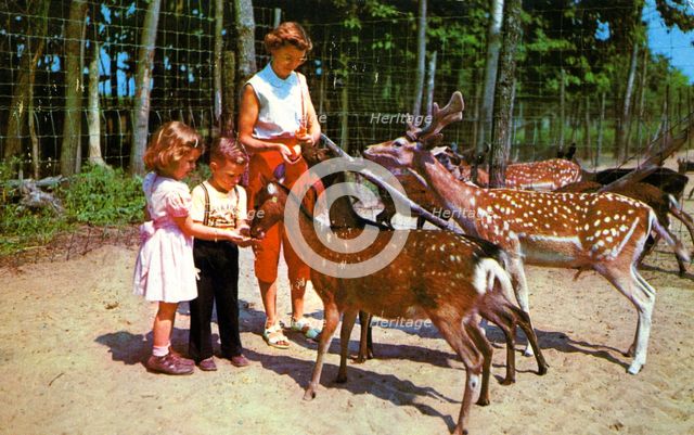 A mother and her two children feeding deer in an enclosure, USA, 1955. Artist: Unknown