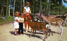 A mother and her two children feeding deer in an enclosure, USA, 1955