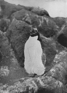 A Moulting Penguin c1911, (1913). Artist: Herbert Ponting
