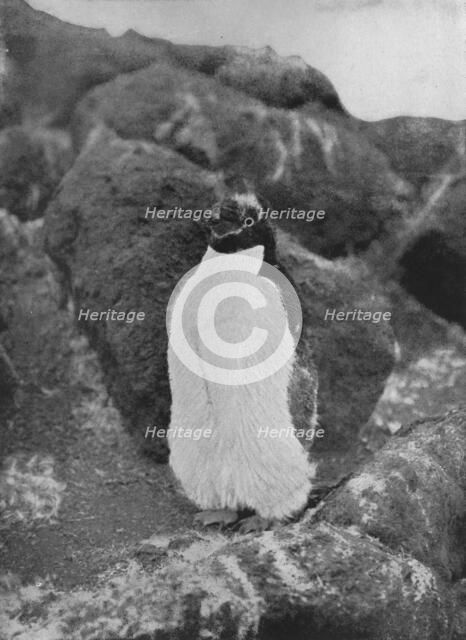 'A Moulting Penguin', c1911, (1913). Artist: Herbert Ponting.