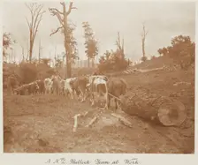 A N.Z. bullock team at work. From the album: Record Pictures of New Zealand, 1920s. Creator: Harry Moult