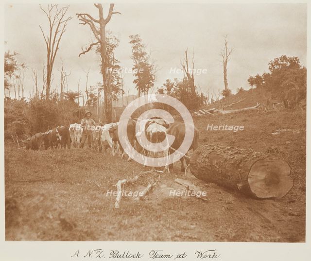 A N.Z. bullock team at work. From the album: Record Pictures of New Zealand, 1920s. Creator: Harry Moult.