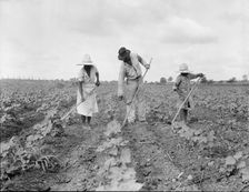 A Negro tenant farmer and several members of his family hoeing cotton...Alabama, 1936. Creator: Dorothea Lange