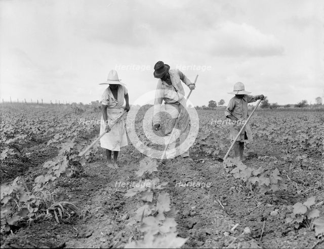 A Negro tenant farmer and several members of his family hoeing cotton...Alabama, 1936. Creator: Dorothea Lange.