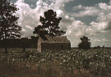 A Negro church in a corn field, Manning, S.C., 1939. Creator: Marion Post Wolcott