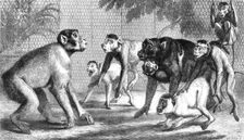 A new arrival at the Zoological Society's Gardens, Regent's Park, 1868. Creator: Mason Jackson