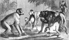 A new arrival at the Zoological Society's Gardens, Regent's Park, 1868. Creator: Mason Jackson