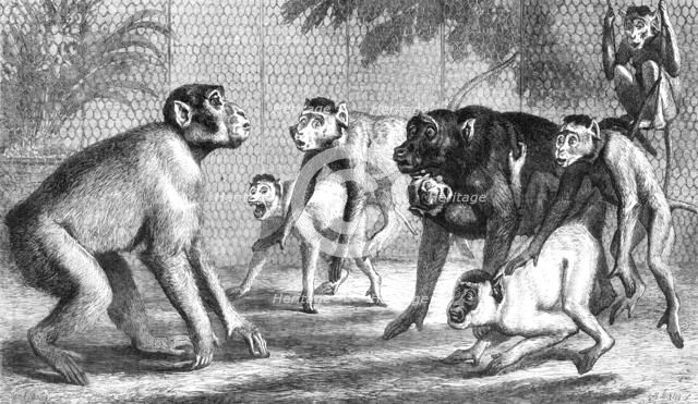 A new arrival at the Zoological Society's Gardens, Regent's Park, 1868. Creator: Mason Jackson.