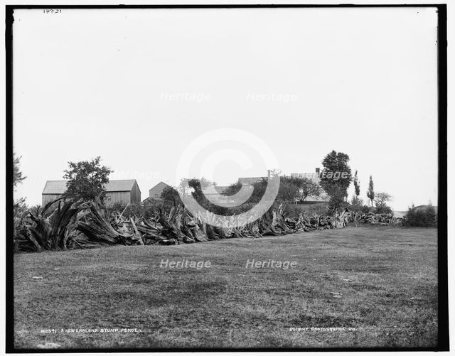 A New England stump fence, between 1890 and 1901. Creator: Unknown.
