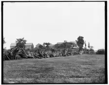 A New England stump fence, between 1890 and 1901. Creator: Unknown