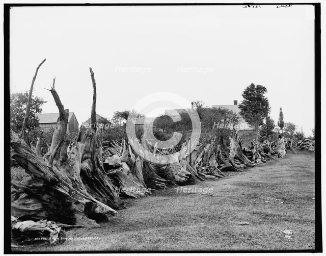 A New England stump fence, between 1890 and 1901. Creator: Unknown.