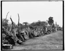 A New England stump fence, between 1890 and 1901. Creator: Unknown