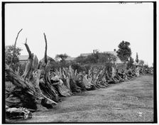 A New England stump fence, between 1890 and 1901. Creator: Unknown