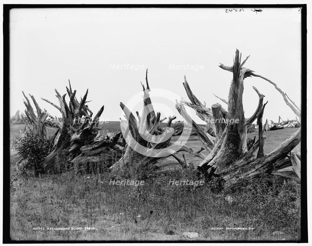 A New England stump fence, between 1890 and 1901. Creator: Unknown.