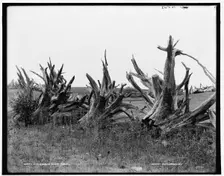 A New England stump fence, between 1890 and 1901. Creator: Unknown