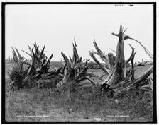 A New England stump fence, between 1890 and 1901. Creator: Unknown