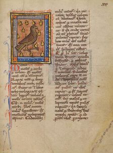 A Night Heron; Bestiary, about 1270. Creator: Unknown