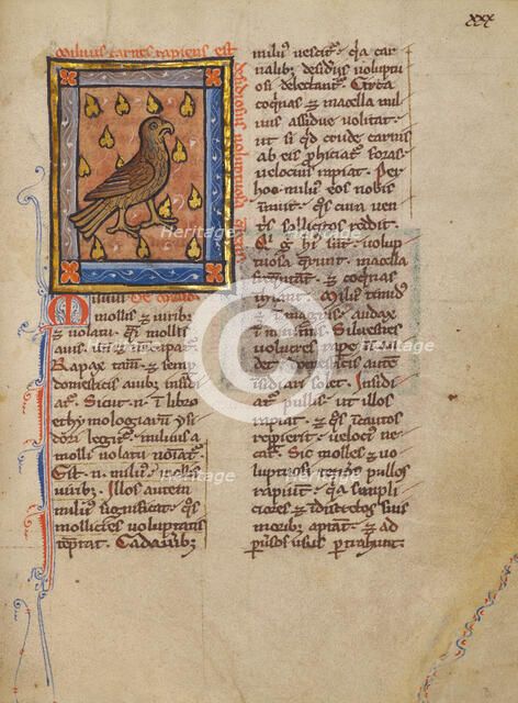 A Night Heron; Bestiary, about 1270. Creator: Unknown.