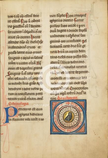 A Night Heron; De Natura Avium; De Pastoribus et Ovibus; Bestiarium, 1277 or after. Creator: Unknown.