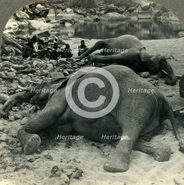 'A Night's Bag - an Elephant Hunt in Africa', c1930s. Creator: Unknown.