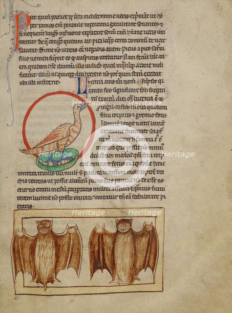 A Nightingale; Bats; Northumberland Bestiary, about 1250-1260. Creator: Unknown.