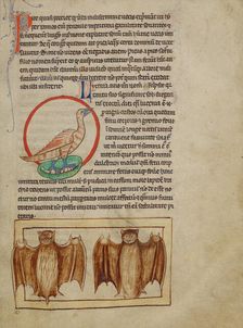 A Nightingale; Bats; Northumberland Bestiary, about 1250-1260. Creator: Unknown
