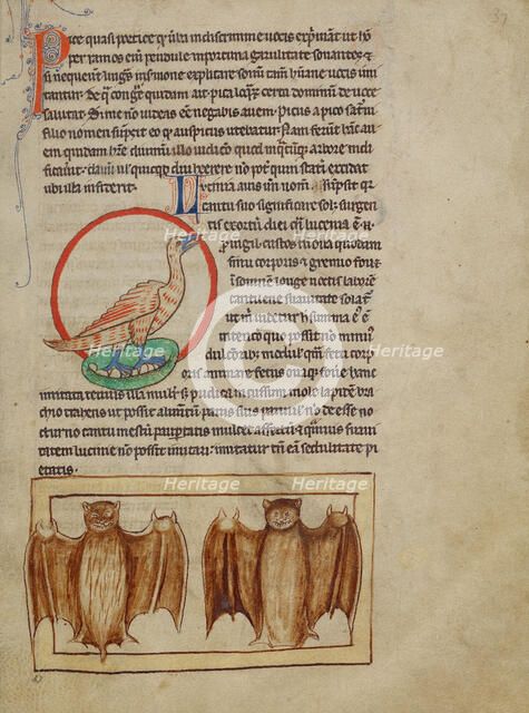 A Nightingale; Bats; Northumberland Bestiary, about 1250-1260. Creator: Unknown.