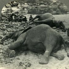 A Night's Bag - an Elephant Hunt in Africa c1930s. Creator: Unknown