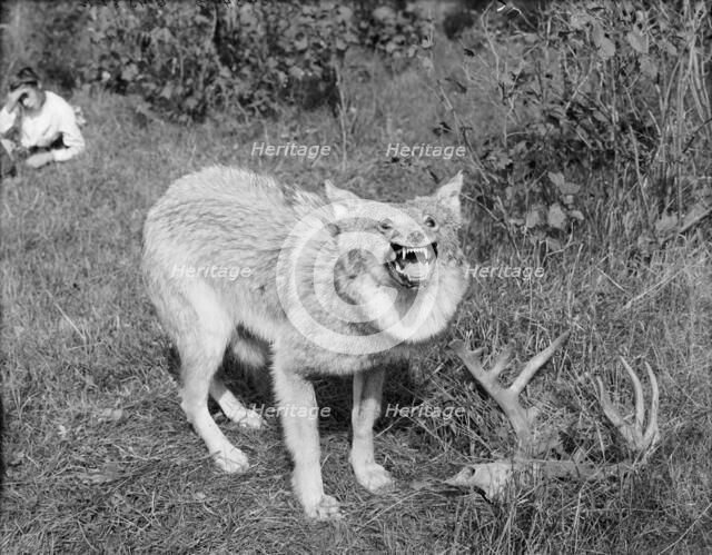 A Northern Michigan timber wolf, Sault Sainte Marie, between 1905 and 1915. Creator: Unknown.
