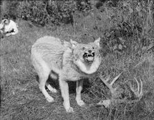 A Northern Michigan timber wolf, Sault Sainte Marie, between 1905 and 1915. Creator: Unknown