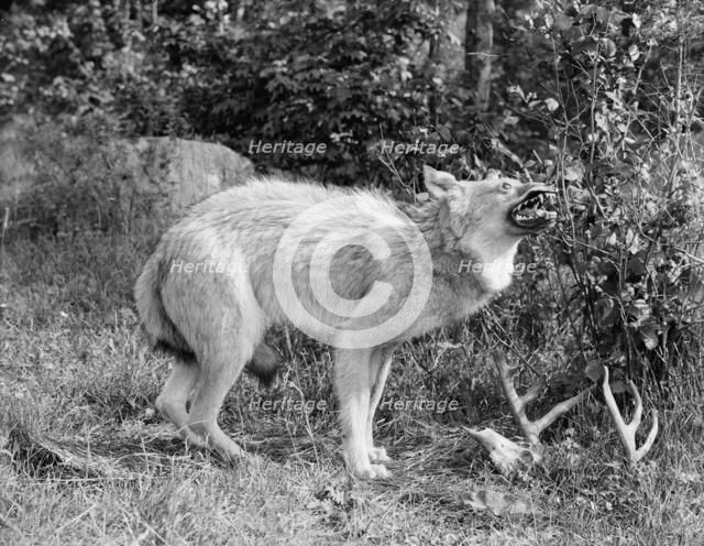 A Northern Michigan timber wolf, Sault Sainte Marie, between 1905 and 1915. Creator: Unknown.