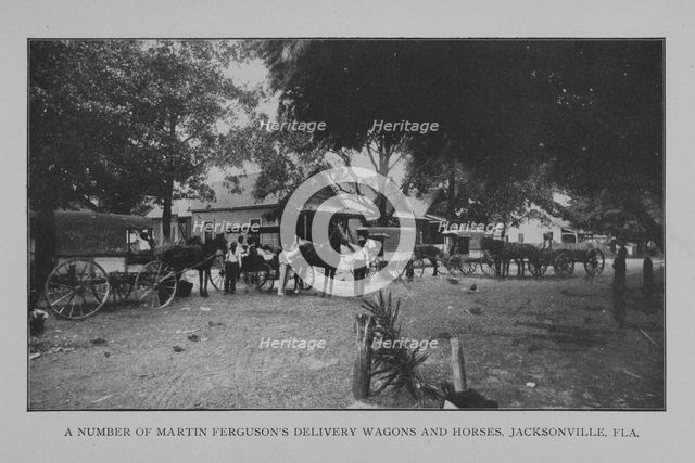 A number of Martin Ferguson's delivery wagons and horses, Jacksonville, Fla., 1902. Creator: Unknown.