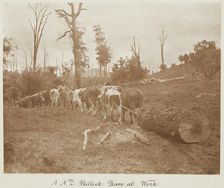 A N.Z. bullock team at work. From the album: Record Pictures of New Zealand, 1920s. Creator: Harry Moult