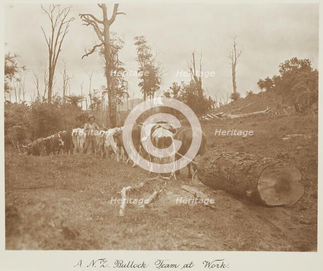 A N.Z. bullock team at work. From the album: Record Pictures of New Zealand, 1920s. Creator: Harry Moult.