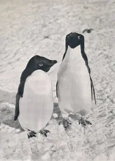 A Pair of Adélie Penguins c1911, (1913). Artist: Herbert Ponting