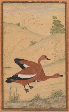 A pair of Brahminy ducks, c. 1595; borders added probably 1800s. Creator: Unknown