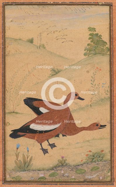 A pair of Brahminy ducks, c. 1595; borders added probably 1800s. Creator: Unknown.