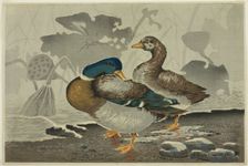 A pair of ducks by a lotus pond, Japan, 1879. Creator: Kobayashi Kiyochika