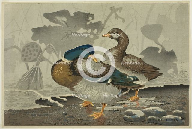 A pair of ducks by a lotus pond, Japan, 1879. Creator: Kobayashi Kiyochika.