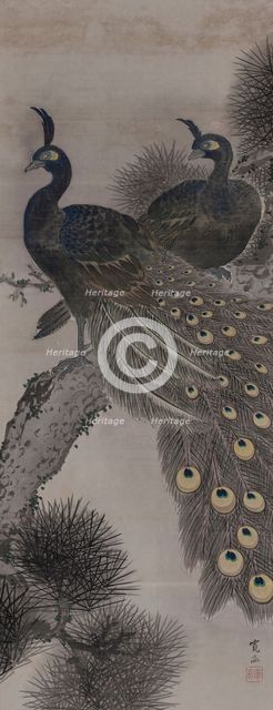 A pair of peacocks on a pine tree, 19th century. Creator: Kanpo; Araki (1831-1915).