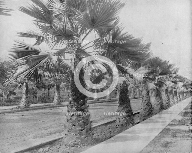 'A Palm Avenue in Los Angeles, Cal.', c1897. Creator: Unknown.