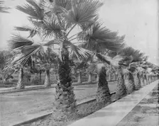 A Palm Avenue in Los Angeles, Cal. c1897. Creator: Unknown