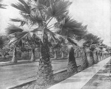 A Palm Avenue in Los Angeles, California, USA, c1900. Creator: Unknown