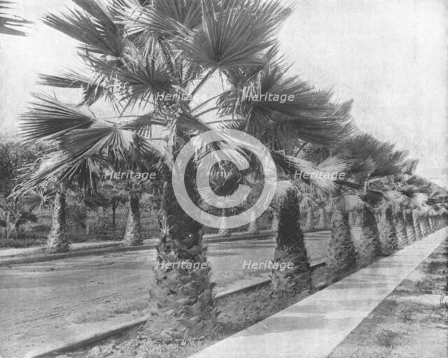A Palm Avenue in Los Angeles, California, USA, c1900.  Creator: Unknown.